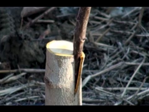 Fidan Ve Ağaç Aşılama - Kalem Aşısı Kesim Teknikleri(2) - 4. Bölüm