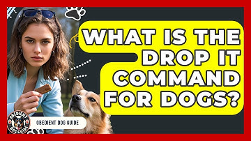 What Is The Drop It Command For Dogs? - Obedient Dog Guide