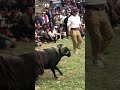 Animals Fight sheep vs sheep part 1 || #animals #sports #sheep ##fighting #trending #reels #shorts