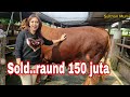 SOLD AROUND ..15O JUTA - TOR SAPI TERBESAR DI  BERKAH MANDIRI FARM