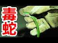 真夜中のタイの森で美し過ぎる毒蛇を発見・・・!