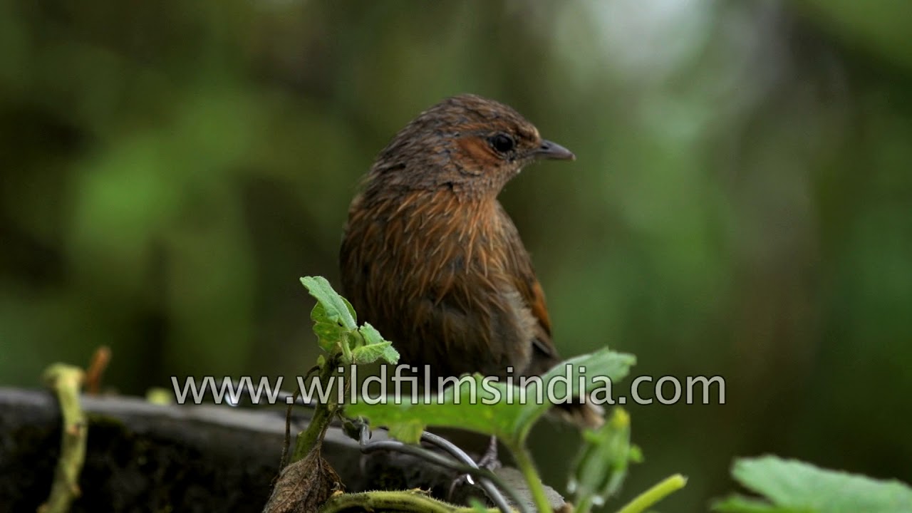 Listen to the call of a Streaked Laughing Thrush 