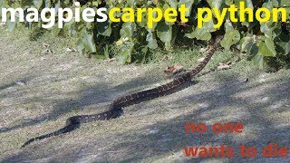 magpies carpet python - no one wants to die