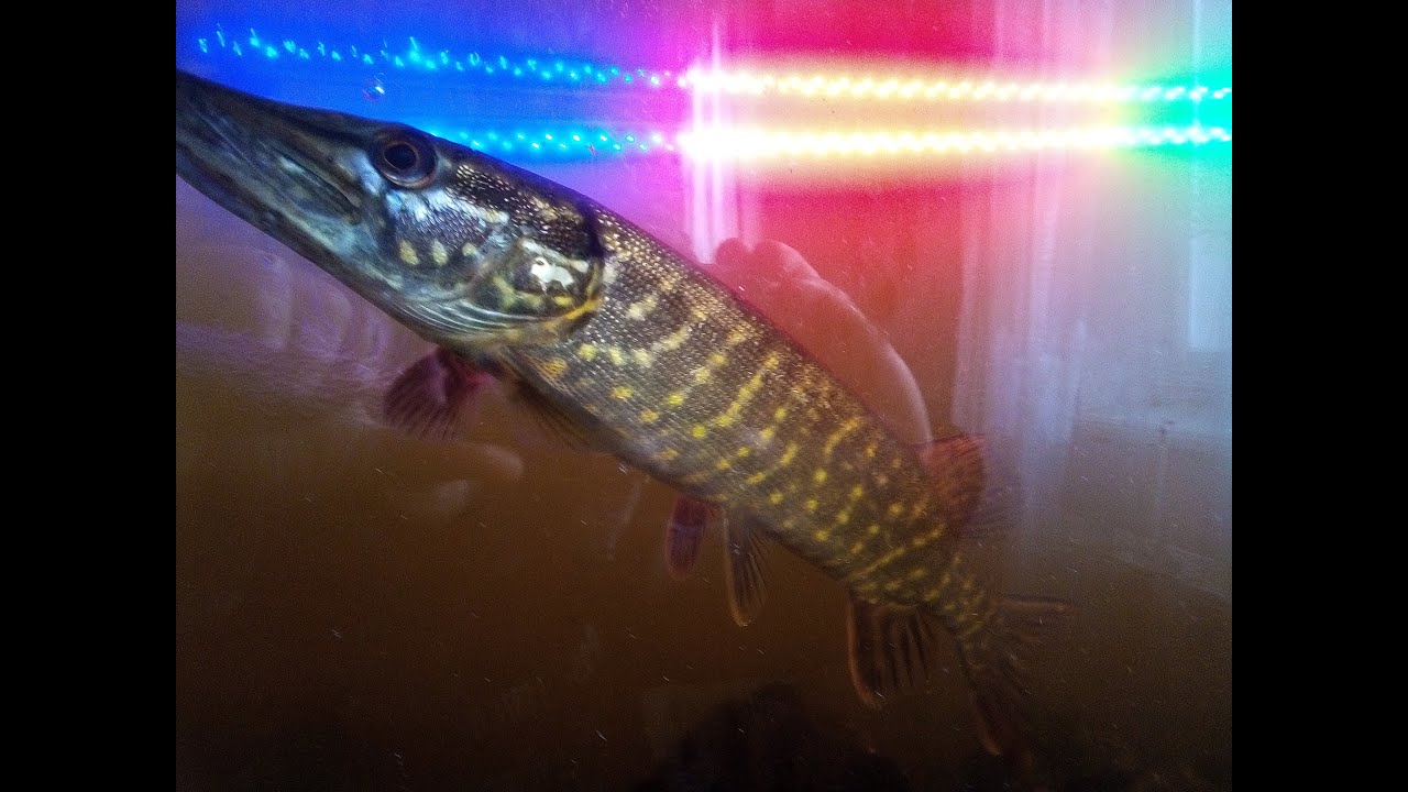Щука на оке