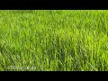 Paddy Field  Vietnam