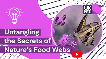 Untangling the Secrets of #FoodWebs: How Scientists Are Protecting #Ecosystems