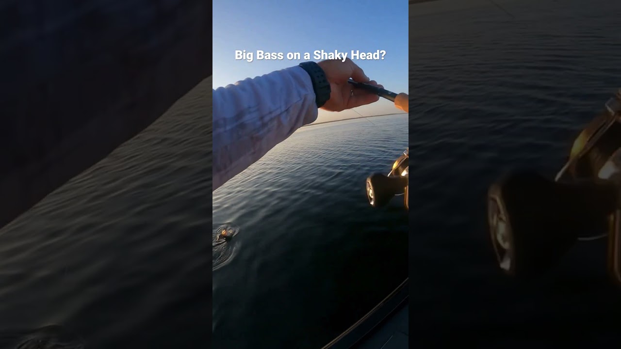 Big Florida Bass on a Shaky Head Jig 