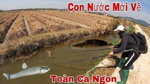Kích Cá Săn Cá Lóc Cá Rô Đồng Ngày Nước Nổi Về Trắng Mương Toàn Cá Ngon Nhìn Đã Mắt