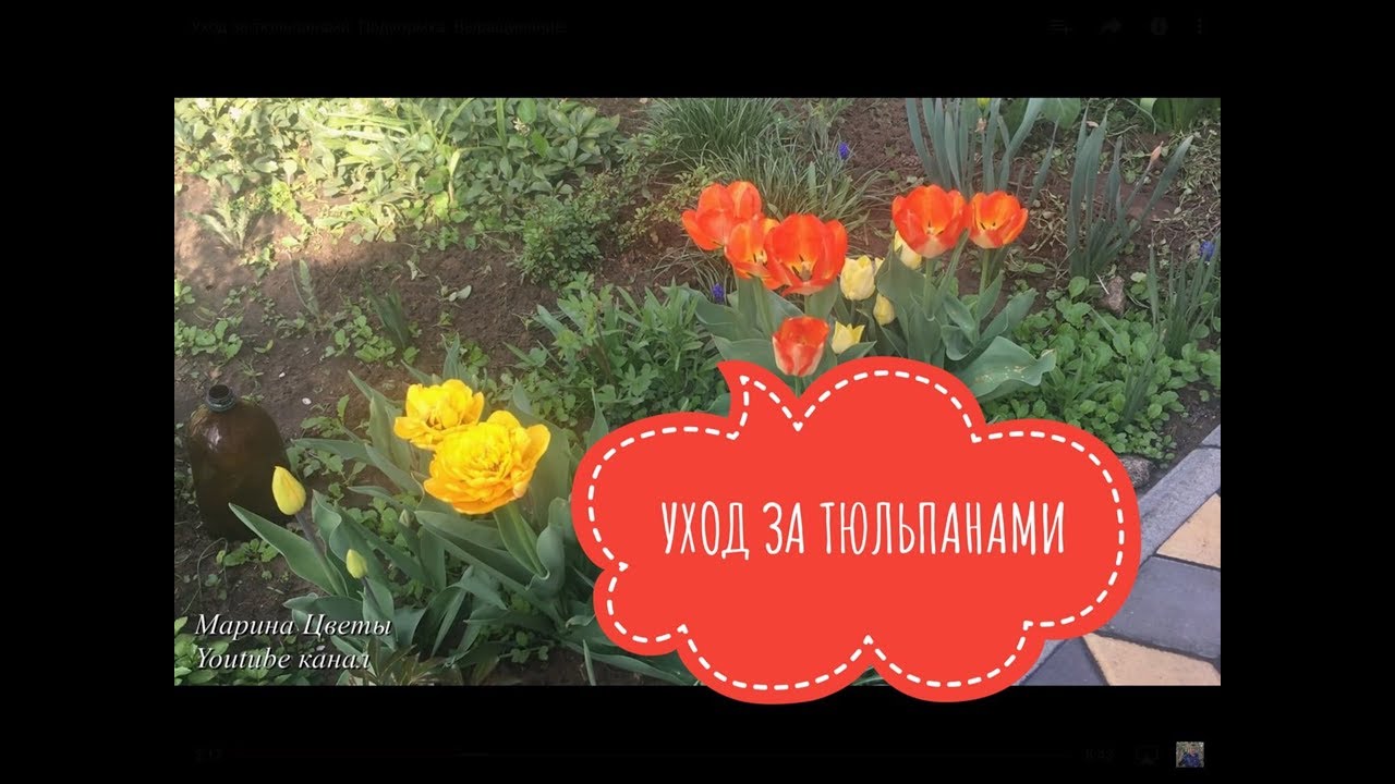 Подкормка тюльпанов весной для цветения. Удобрение для тюльпанов весной. Чем подкормить тюльпаны весной.