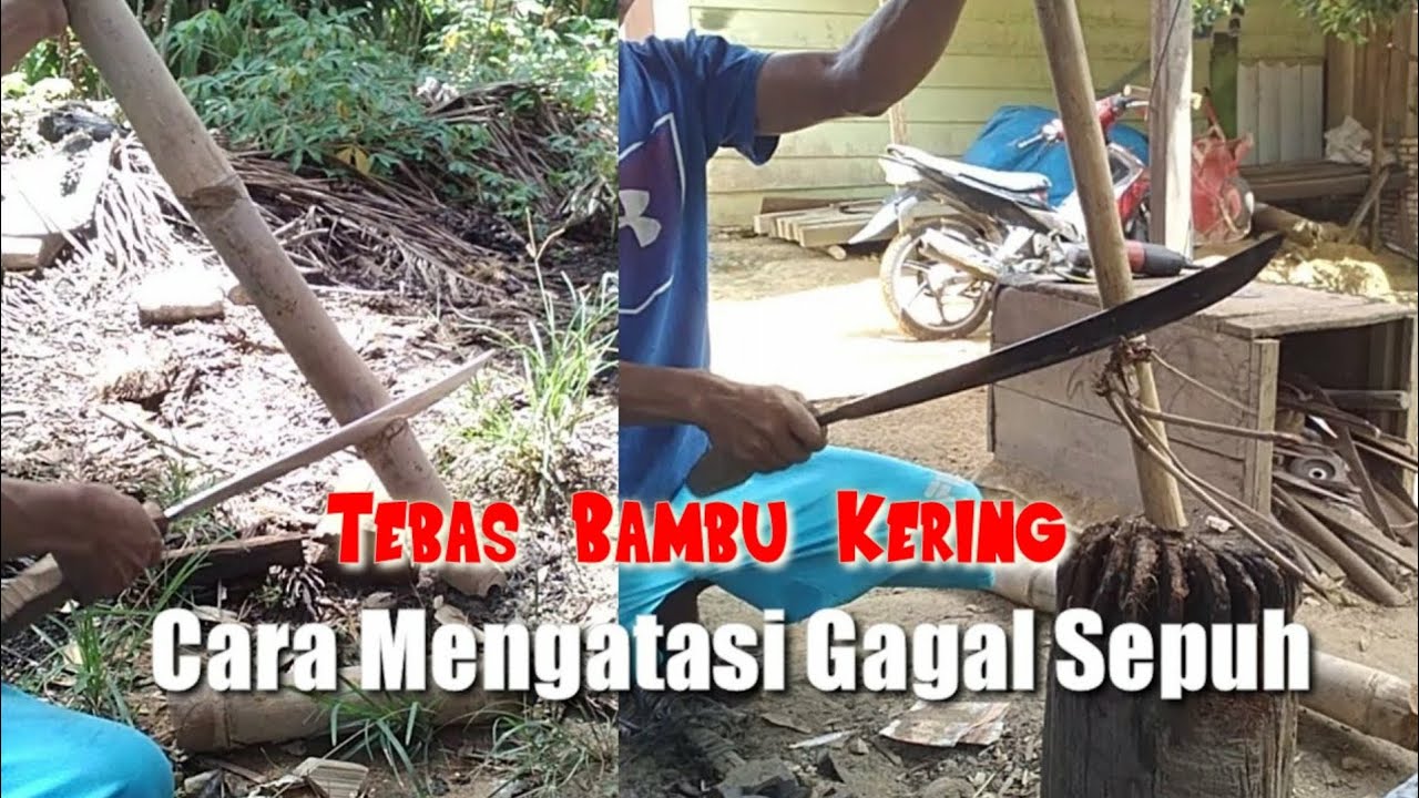 Golok Tebas Bambu Kering || Mengatasi Gagal Sepuh