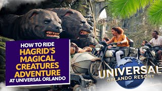 How to Ride Hagrid's Magical Creatures at Universal Orlando Resort!