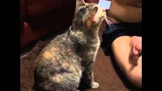 Cat seeking attention by touching the owner.