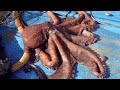 Interesting Large Octopus Fishing. How Korean Fishermen Catch and Cook Octopuses