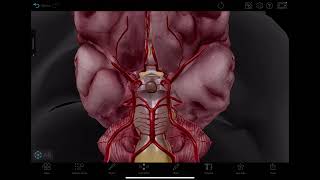 Innovative Educational Software Tool: Visible Body screenshot 4