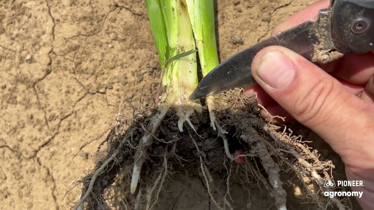 How to Accurately Growth Stage Corn | Pioneer Seeds 🌽