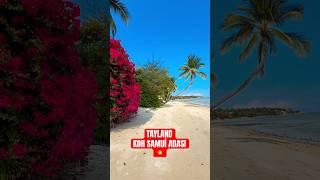 TAYLAND KOH SAMUİ ADASININ MUHTEŞEM BEGONVİLLERİ😍 ADANIN HER YERI ÇIÇEKLERLE DOLU🌺🌴🌻🌸