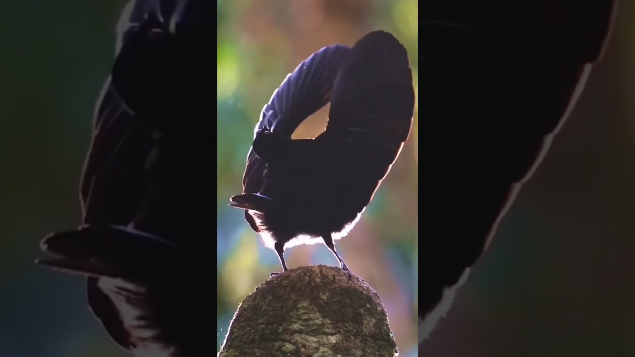 Victoria Riflebird | The Dancing Bird