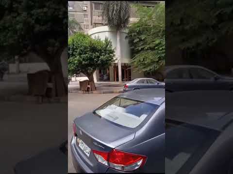 النخيل الملوكي
