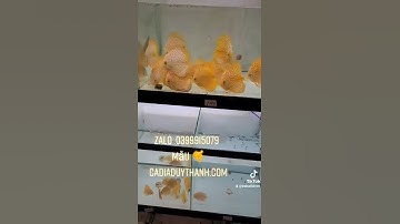 cá dĩa bồ câu vàng size 9.10 lúa mềm I cadia