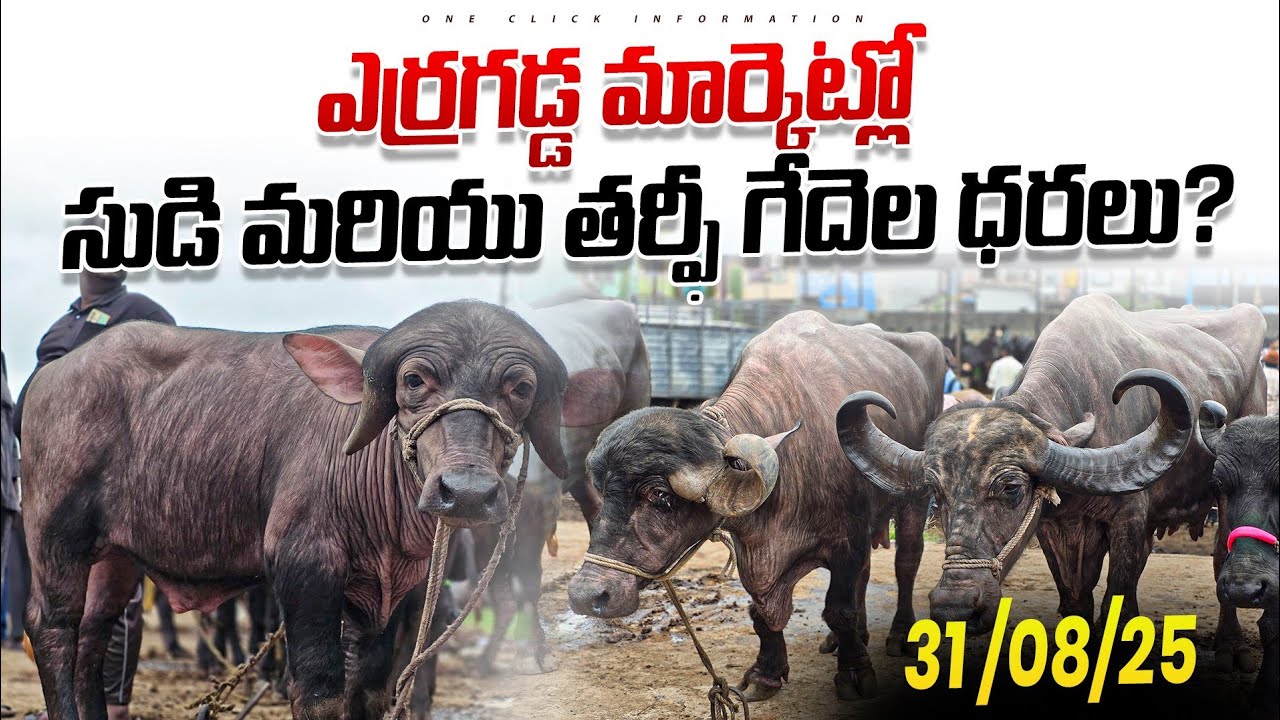 ERRAGADDA BUFFALO MARKET//ఎర్రగడ్డ మార్కెట్లో 4,5,6 నెలల సుడి గేదల ధరలు....? 31august 