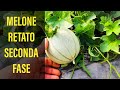 Melone Retato Concimare nella seconda fase