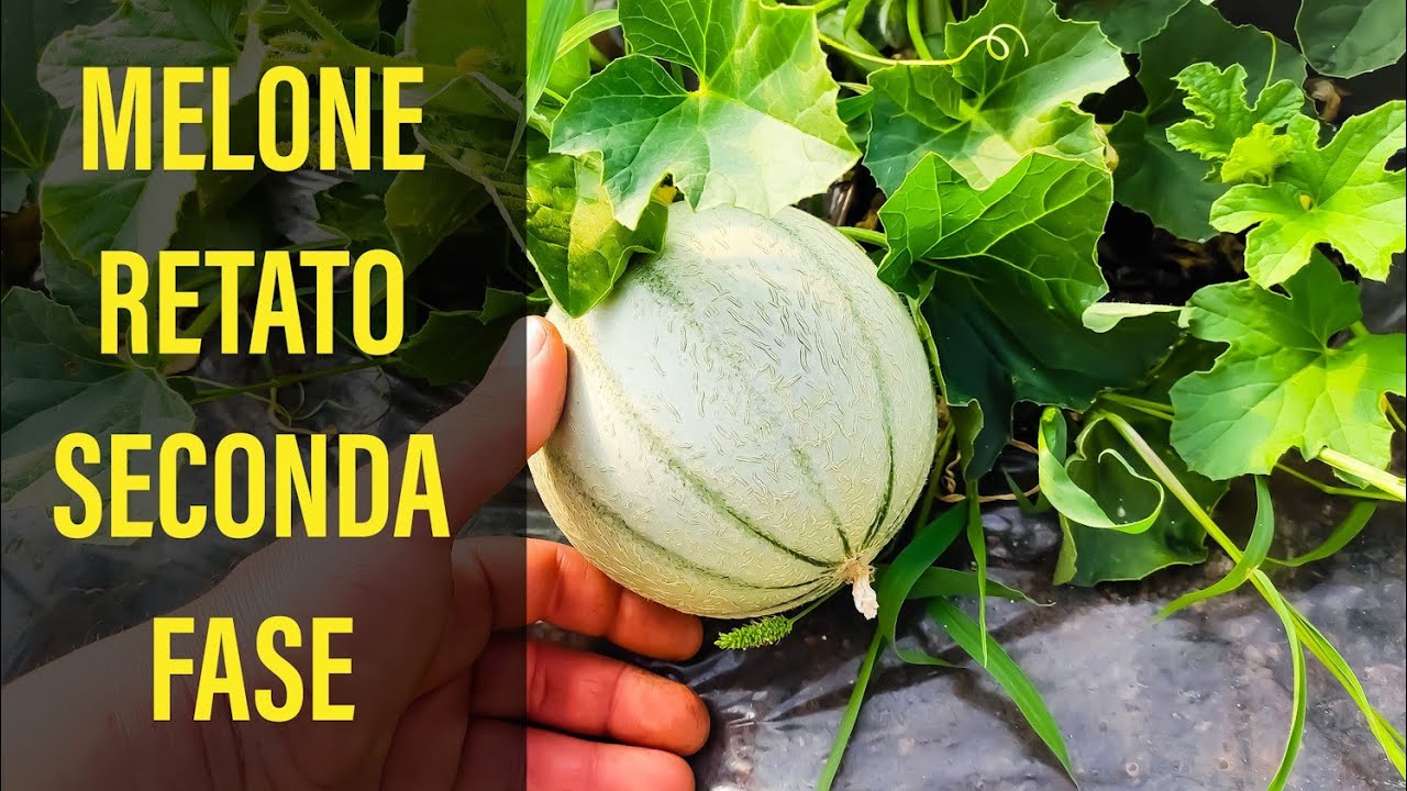 Melone Retato Concimare nella seconda fase