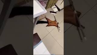 La Ardilla Dramatica Creditos A Cipro Show