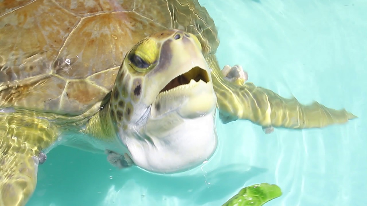 Texas Sealife Center Save The Turtles Youtube