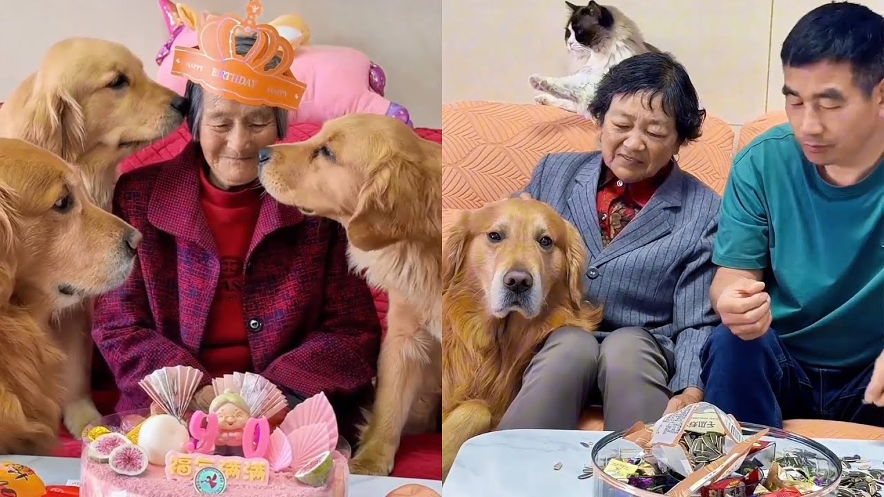 Мы семья людей и собак~❤️#聪明旺豆豆