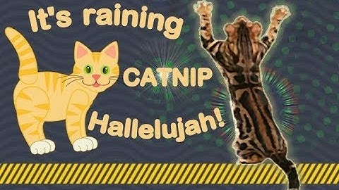 Bengal Cats React To : What Is Catnip? (2019) - Ep.23