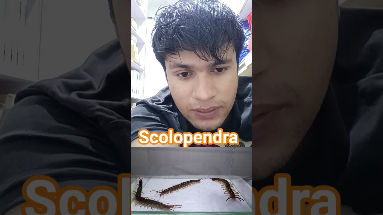 Dangerous Giant Centipede in Glass Tank 🐍🕷️ | Scolopendra"