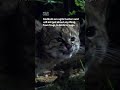 Meet the Kodkod, the smallest wildcat in the western hemisphere 🐈 #WildChile