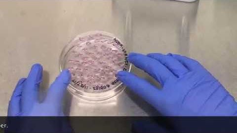 Biology 513 (Tissue culture): Hanging drops technique to form embryoid bodies