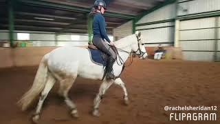 🇨🇮☘crystal is a full up 148 5 year old connamara mare would suit all rider.100% in every way🇨🇮☘
