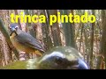 em busca do trinca ferro pintado