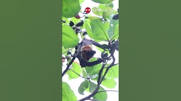 വവ്വാല്‍ ആണ് സൂപ്പര്‍സ്റ്റാര്‍, കാരണം ? #bats #nipahvirus #kerala