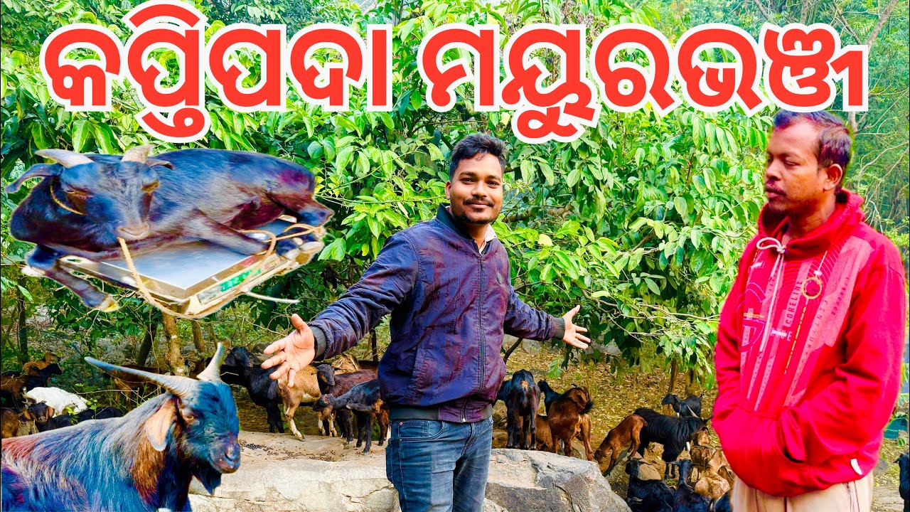 ଆଜି ମୁ ପାହାଡିଆ ଦେସୀ ଖାସୀ ଓଜନ ରେ କିଣିଲି🤩 
