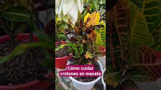 How to care for potted crotos #artemodayplantaslilianamuñoz