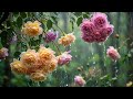 Soft Rain in My Rose Garden 🌧️ Gentle Rain Sounds for Deep Sleep & Focus
