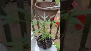 Late vege plant and other growing plants