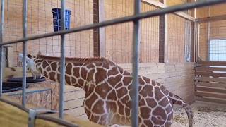 Closeup of April's tummy & Tajiri drinking water from bucket,Animal Adventure Park World Giraffe Day