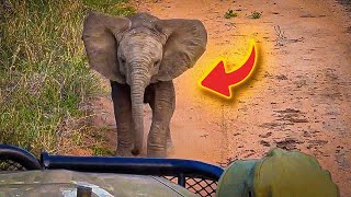 Baby Elephant Spots Tourists on Safari and Steals the Show in Adorable Surprise by Zoo Land 396 views 1 month ago 5 minutes, 11 seconds