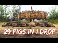 New record wild hog catch in the drop trap