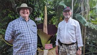 A Rare Corpse Flower Blooms at Temple Ambler