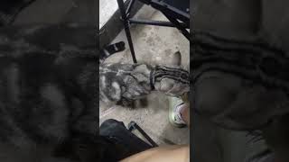 Cligny baby cat #cat #shorts