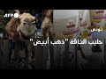 حليب الناقة ذهب أبيض لإنعاش مناطق مهم شة في تونس AFP حليب الناقة ذهب أبيض لإنعاش مناطق مهم شة في تونس AFP