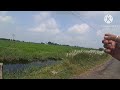 ##patna low bazat #Fully investment plot masaurhi #jagdispur #onepatnabestproperty#realstate