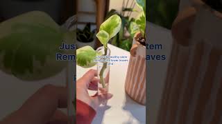 Peperomia Marble Water Propogation