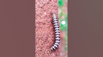 Thumbnail of Millipede Part - 28 #short
