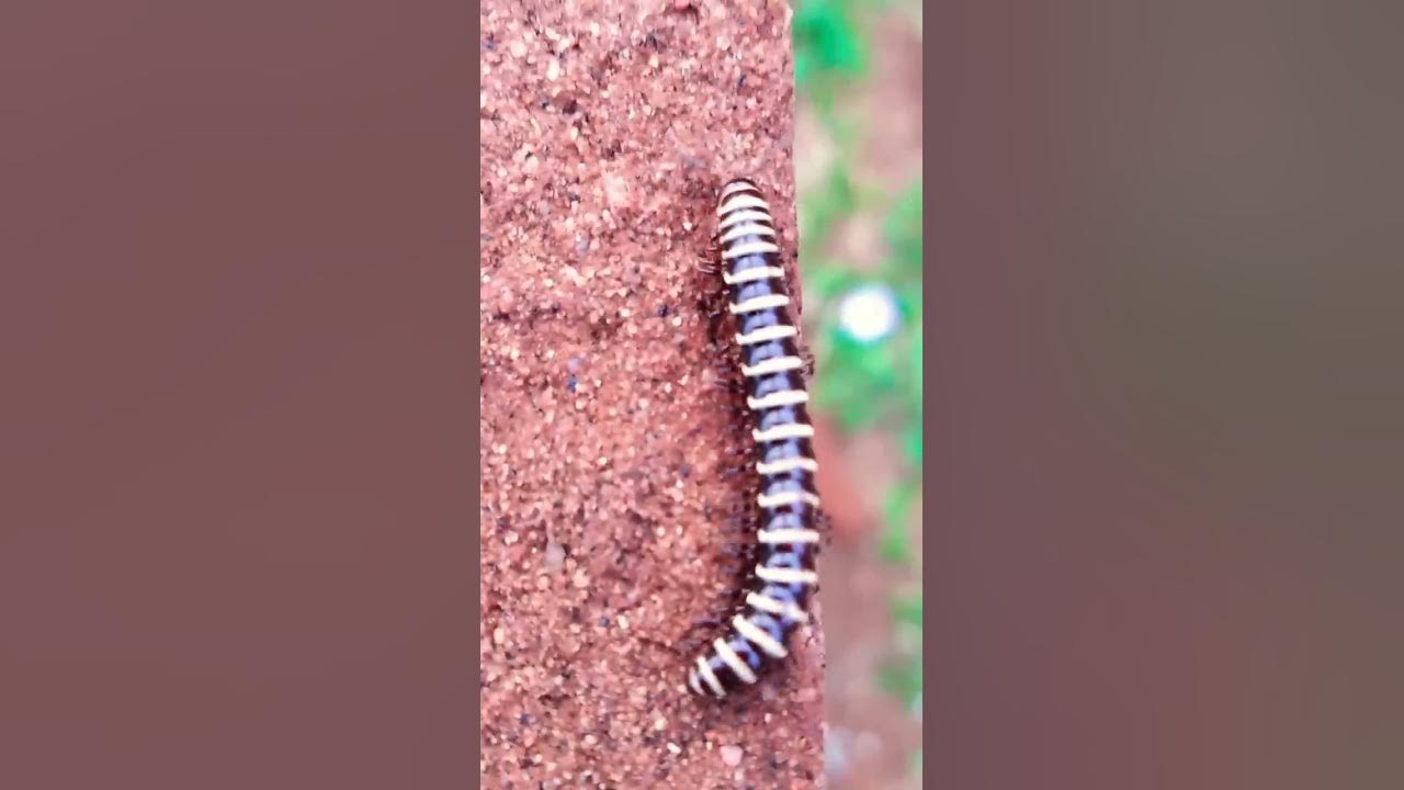 Millipede Part - 28 #short
